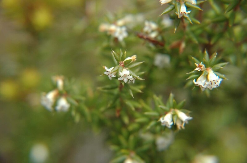 Monotoca empetrifolia photo 4