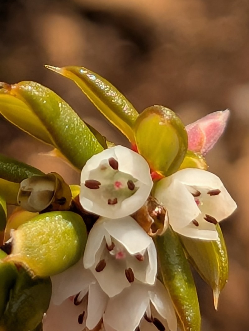 Monotoca empetrifolia photo 5