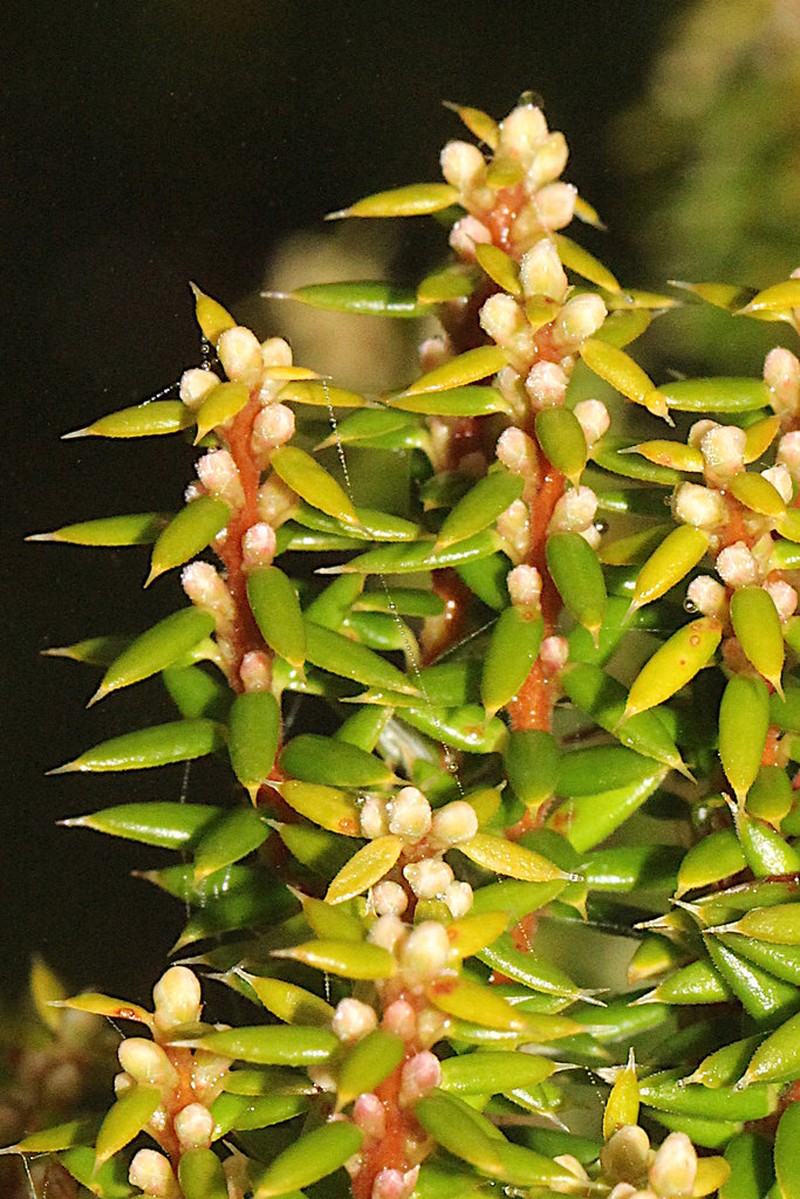 Monotoca empetrifolia photo 6