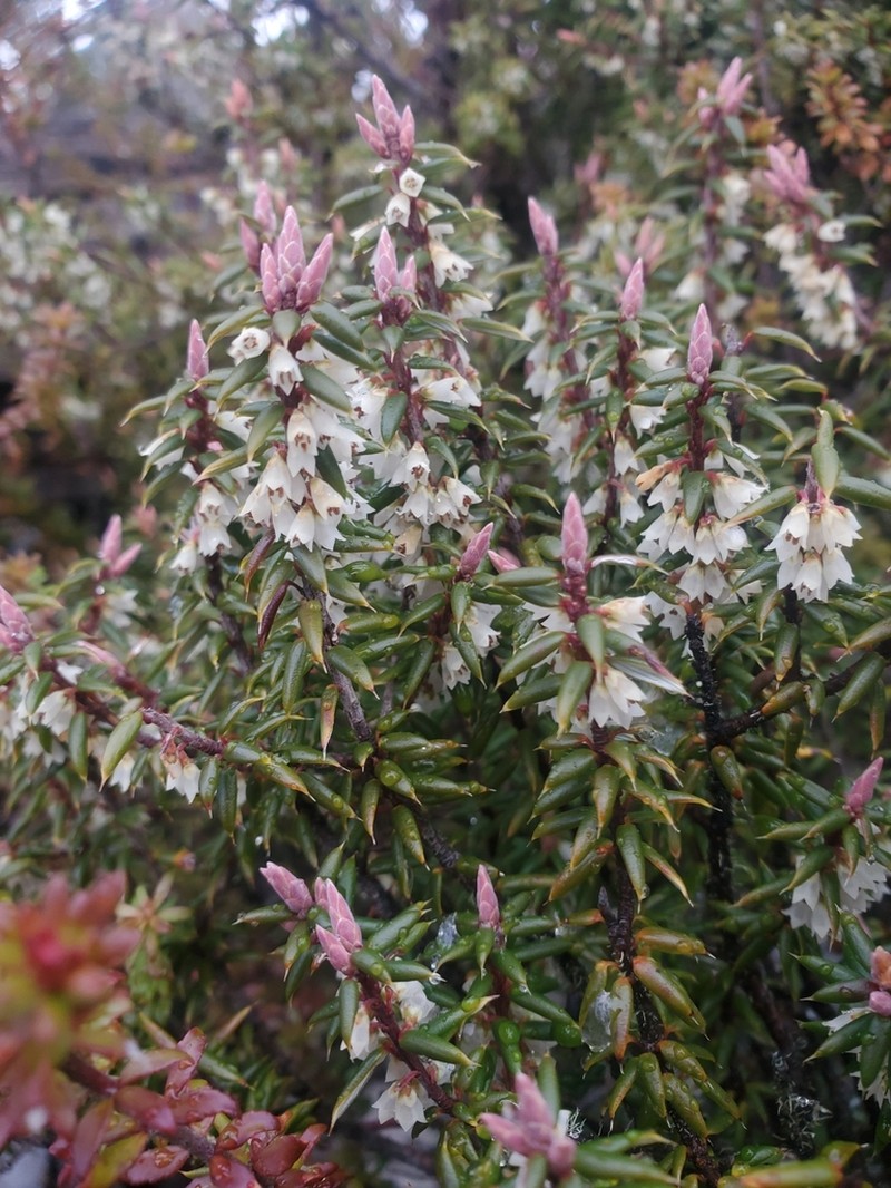 Monotoca empetrifolia photo 8