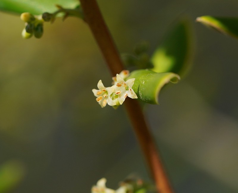Monotoca glauca