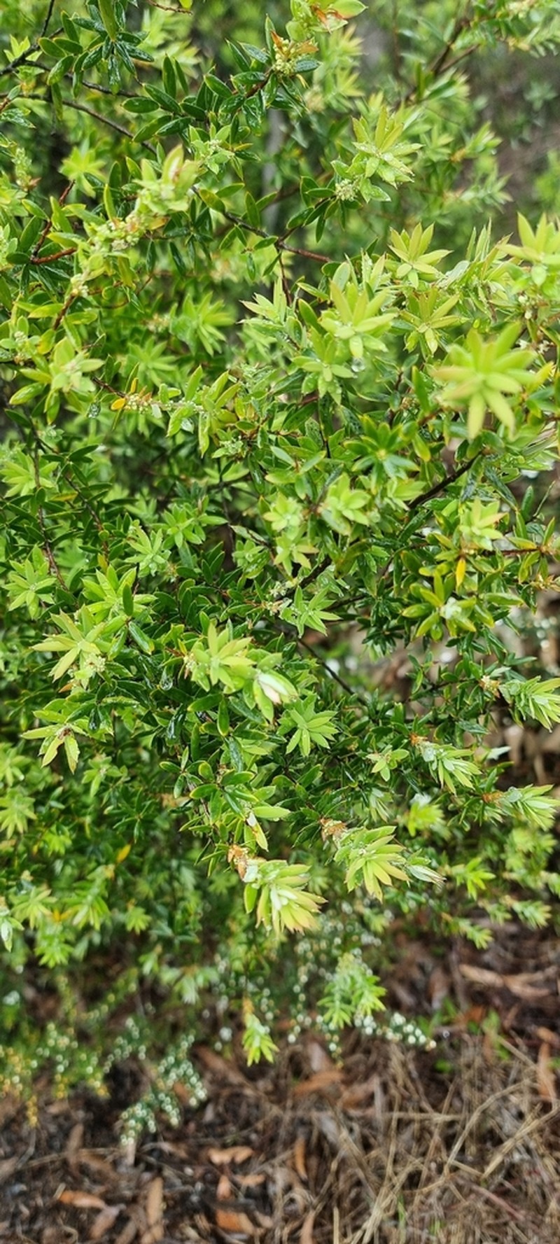 Monotoca glauca photo 2