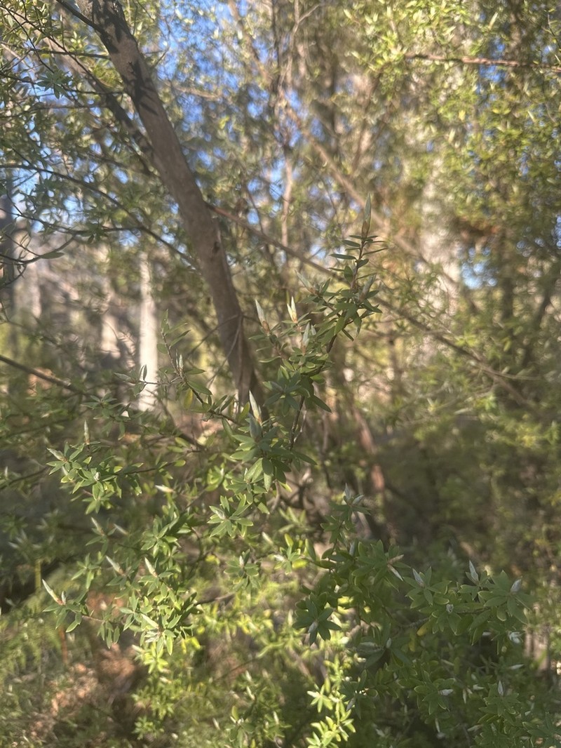 Monotoca glauca photo 3