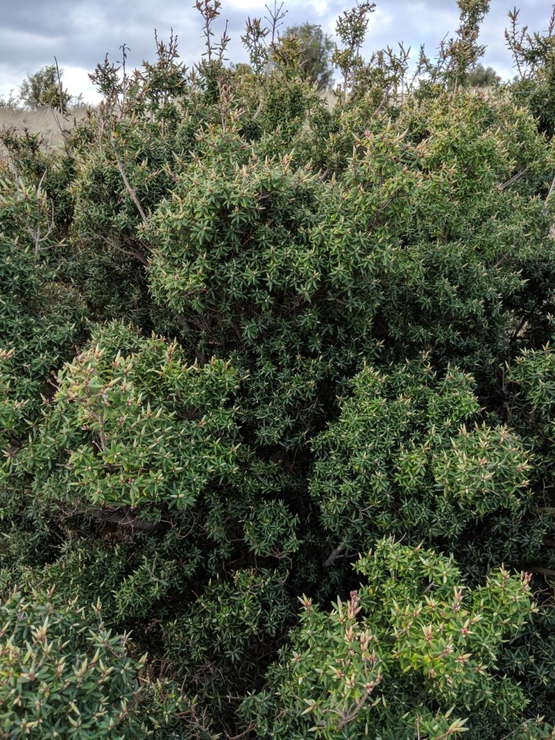 Monotoca glauca photo 5