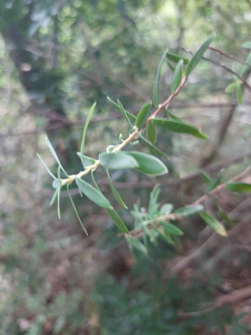 Monotoca glauca photo 6