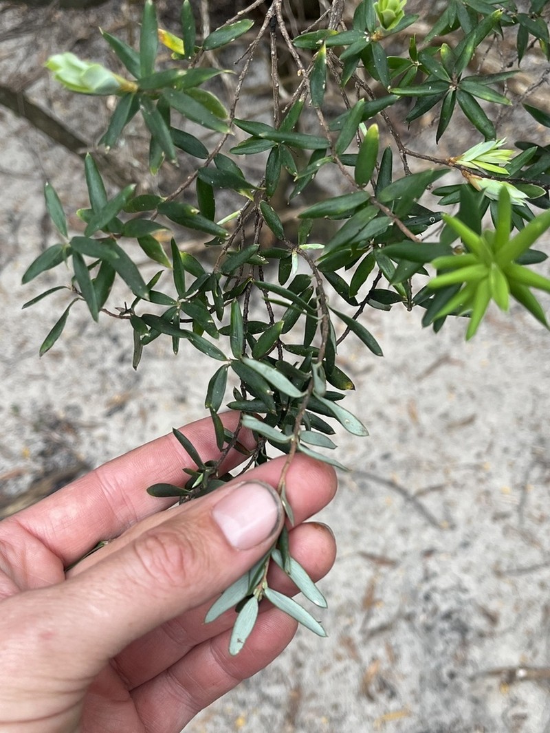 Monotoca glauca photo 7
