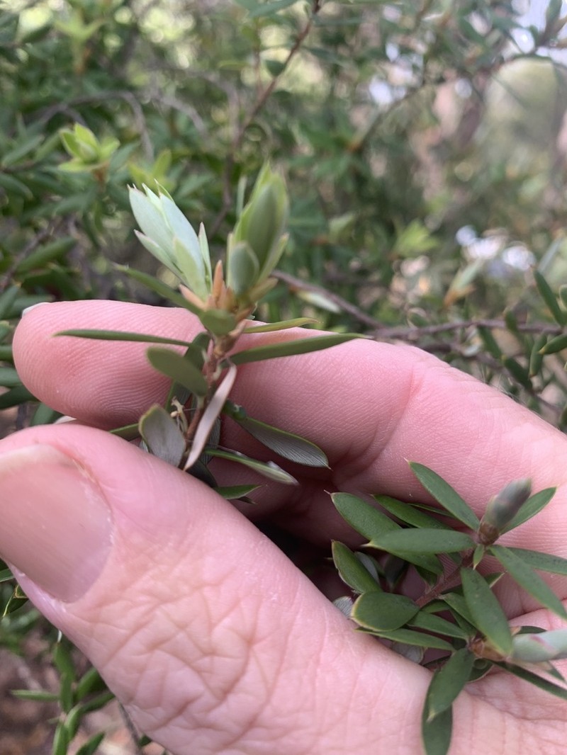 Monotoca glauca photo 8