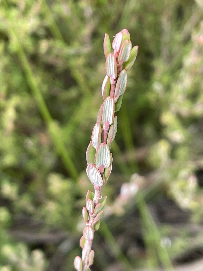 Monotoca ledifolia