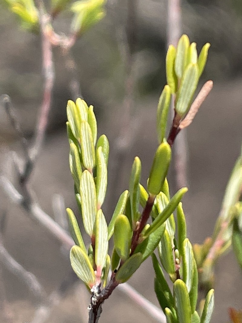 Monotoca ledifolia photo 2