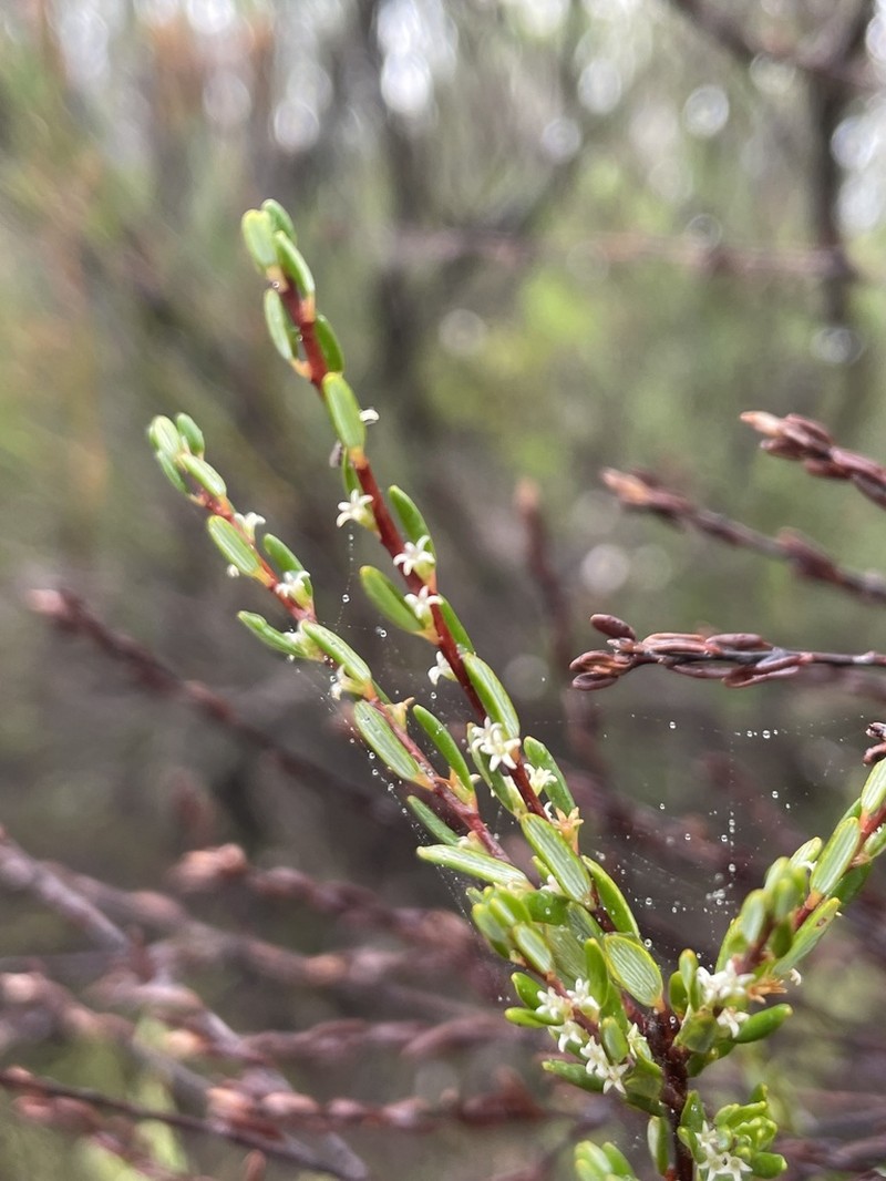 Monotoca ledifolia photo 3