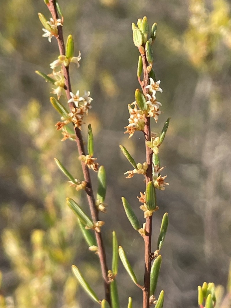 Monotoca ledifolia photo 4