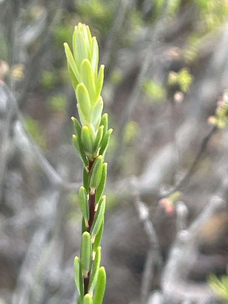 Monotoca ledifolia photo 5
