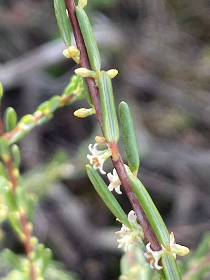 Monotoca ledifolia photo 6