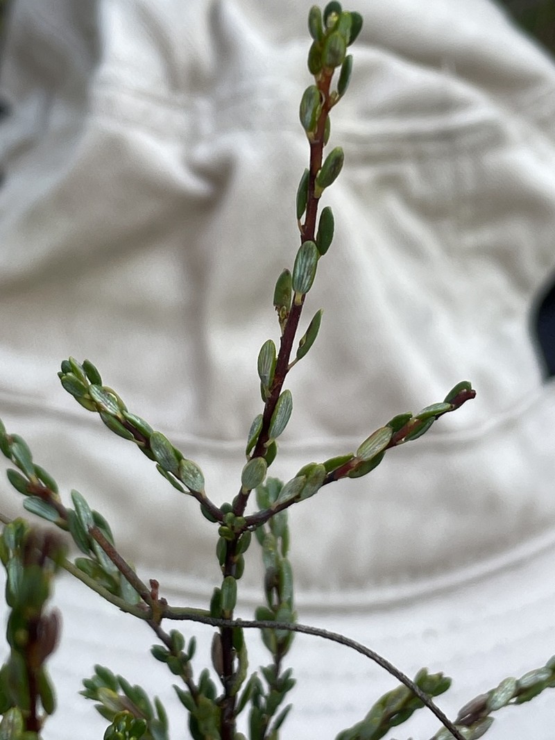 Monotoca ledifolia photo 7