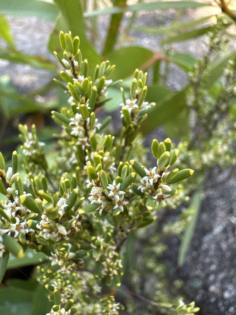 Monotoca ledifolia photo 8