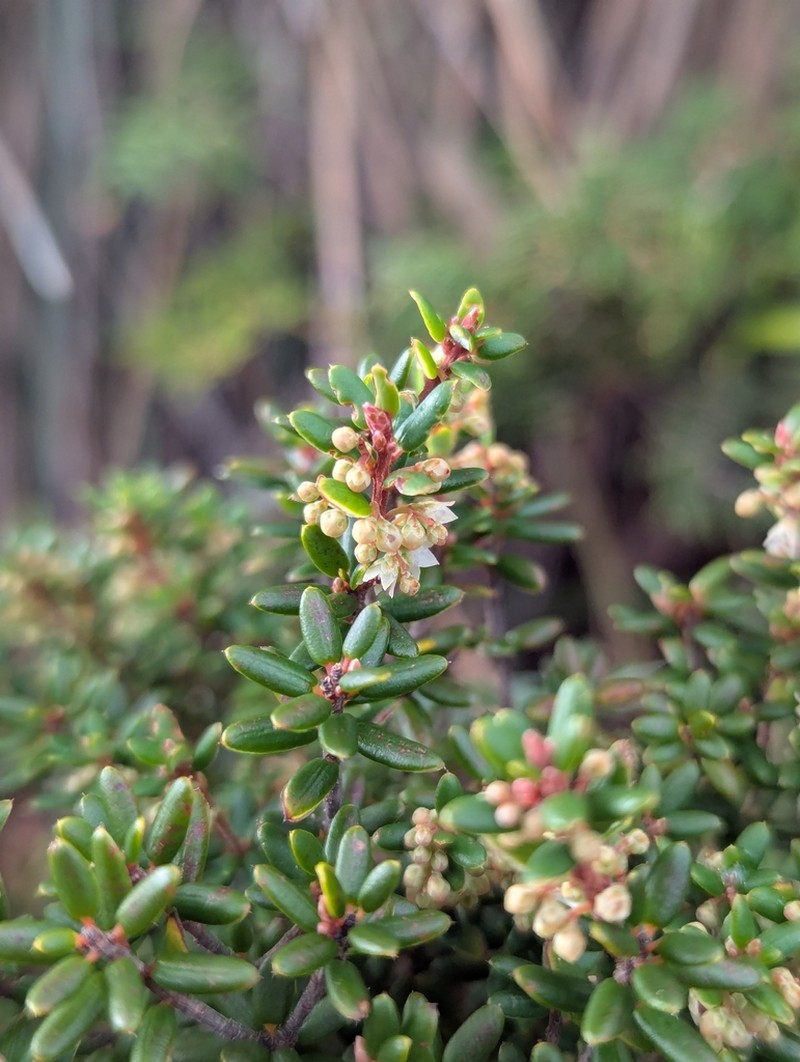 Monotoca linifolia photo 2