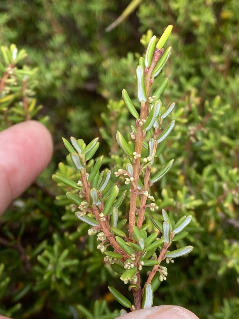 Monotoca linifolia photo 3