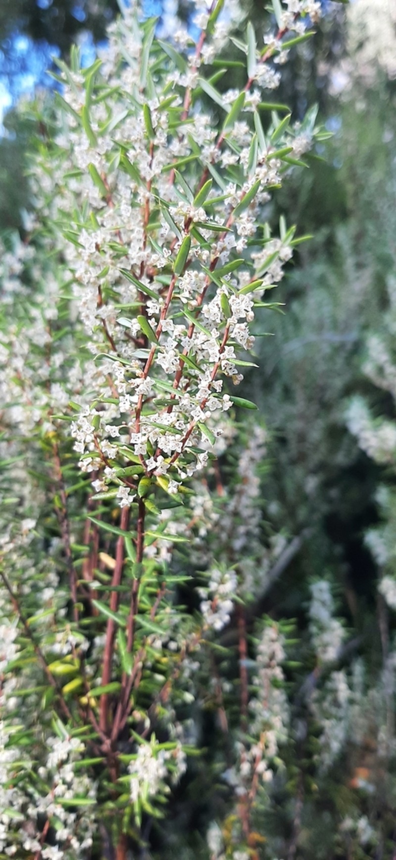 Monotoca linifolia photo 5