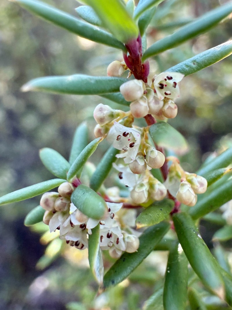 Monotoca linifolia photo 6