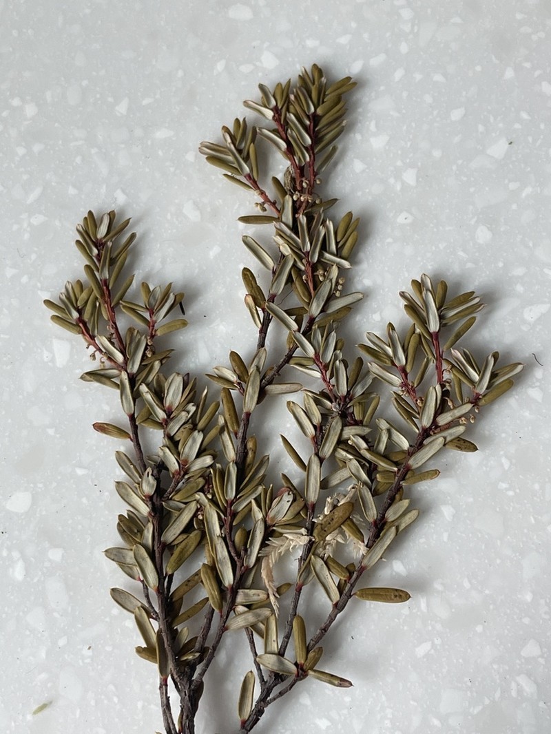 Monotoca linifolia photo 7