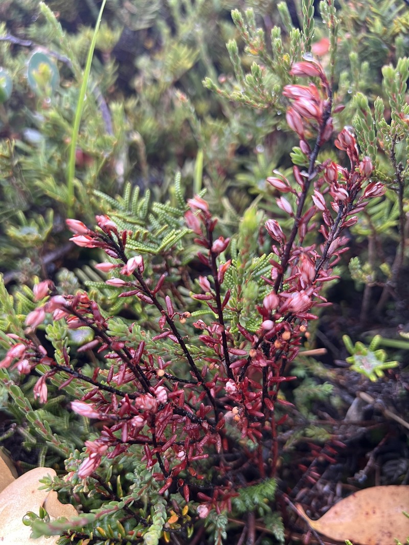 Monotoca linifolia photo 8