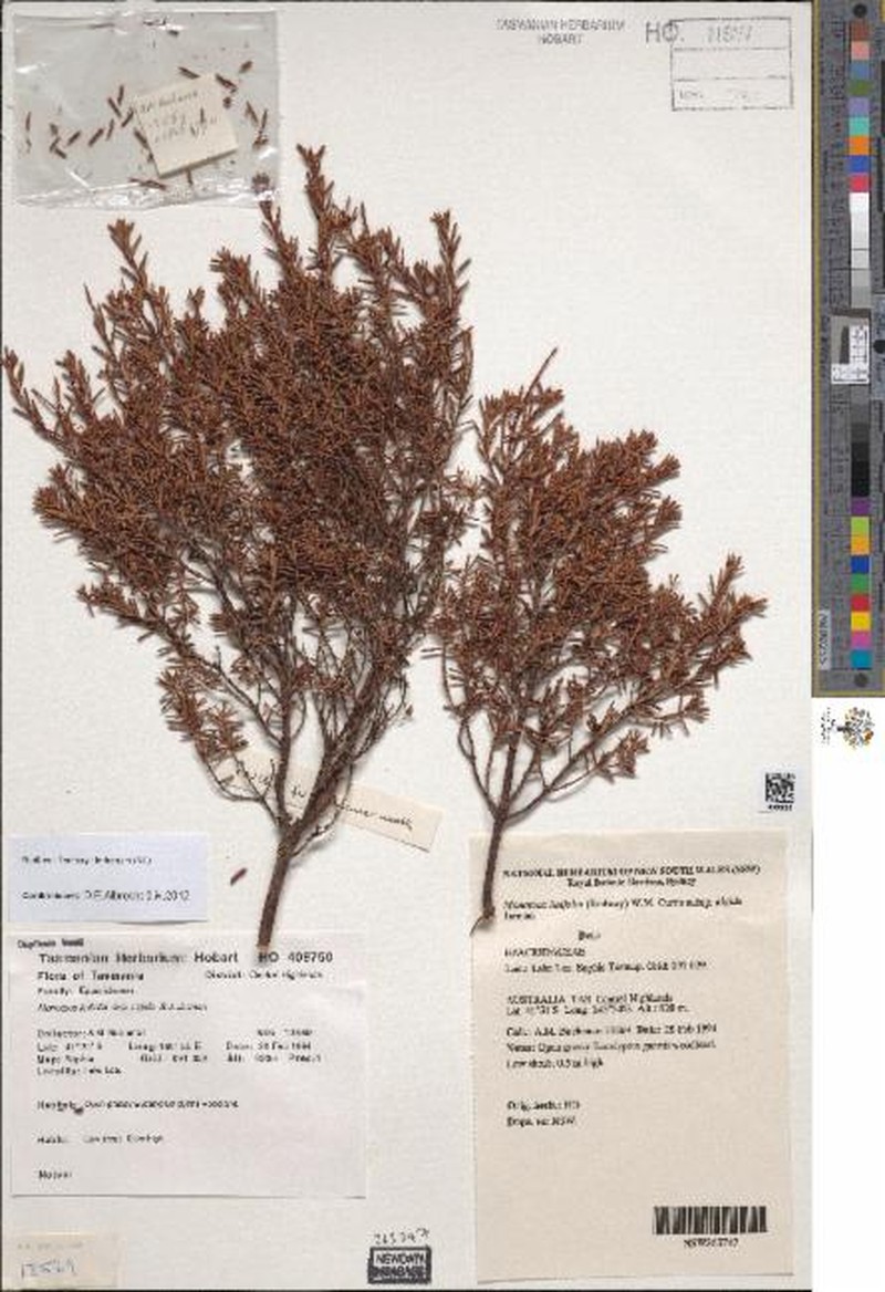 Monotoca linifolia subsp. algida