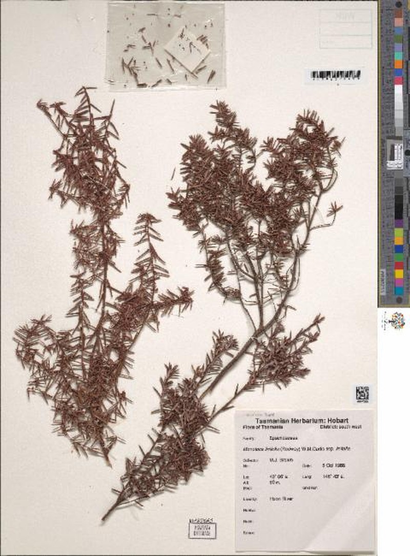 Monotoca linifolia subsp. linifolia