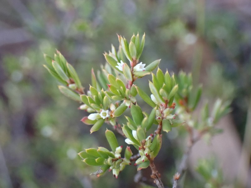 Monotoca oreophila