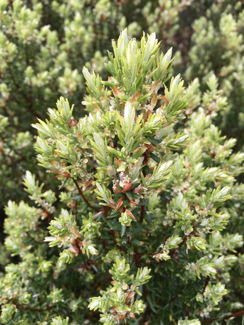 Monotoca oreophila photo 2