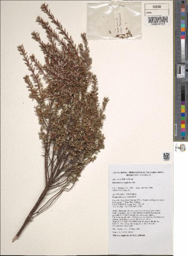 Monotoca oreophila photo 5