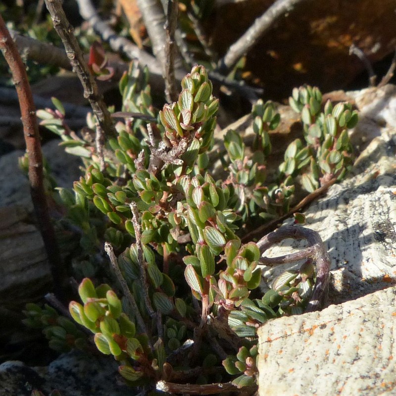 Monotoca rotundifolia