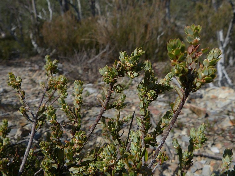 Monotoca rotundifolia photo 2