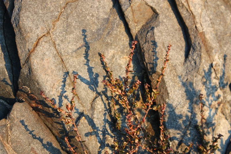 Monotoca rotundifolia photo 3