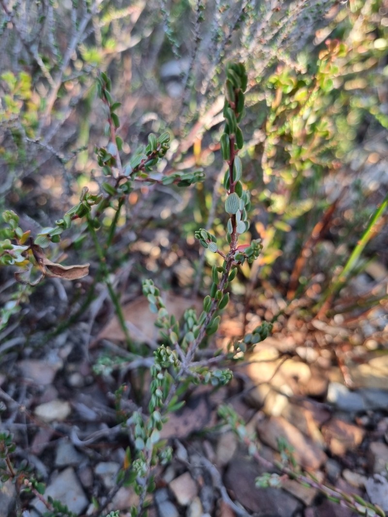 Monotoca rotundifolia photo 4