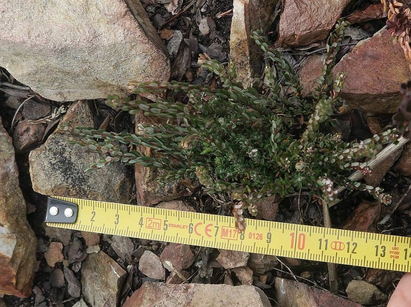 Monotoca rotundifolia photo 5