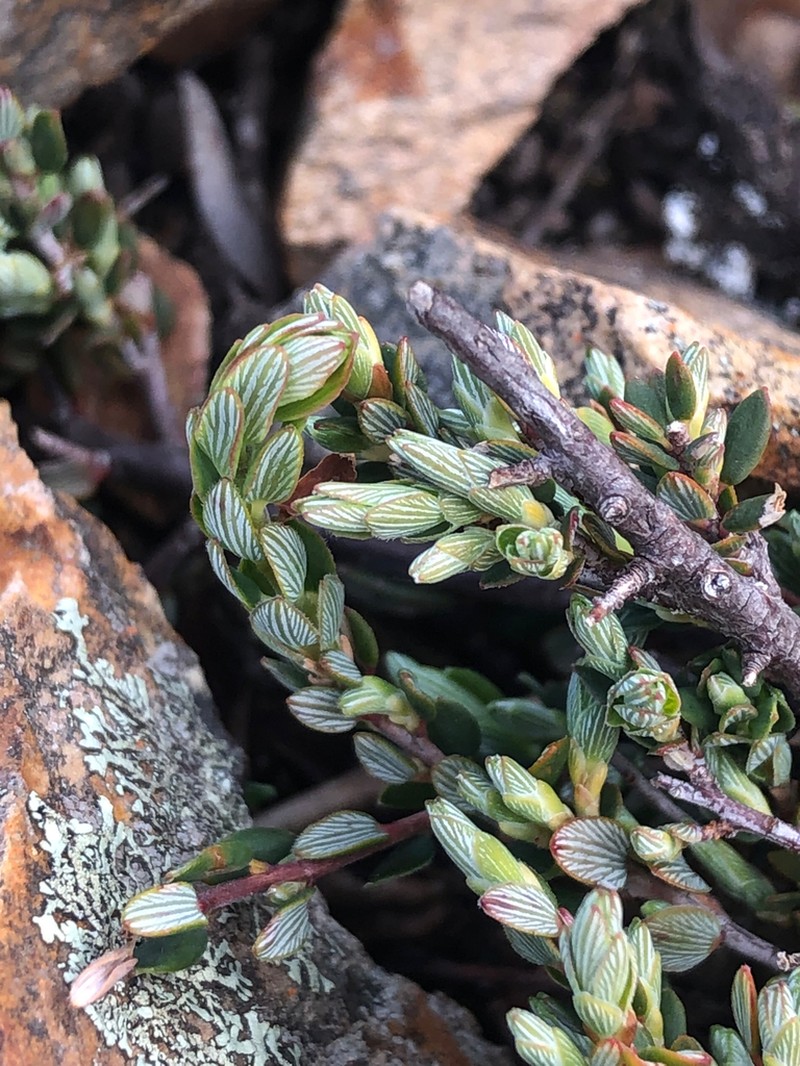 Monotoca rotundifolia photo 6