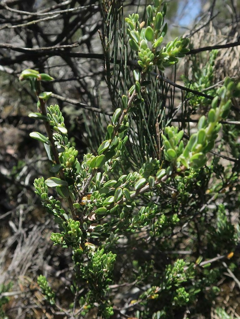 Monotoca rotundifolia photo 7