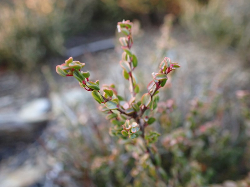 Monotoca rotundifolia photo 8