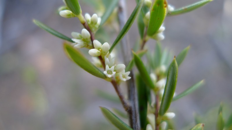 Monotoca scoparia photo 2
