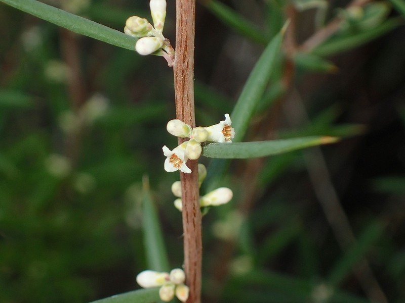 Monotoca scoparia photo 4