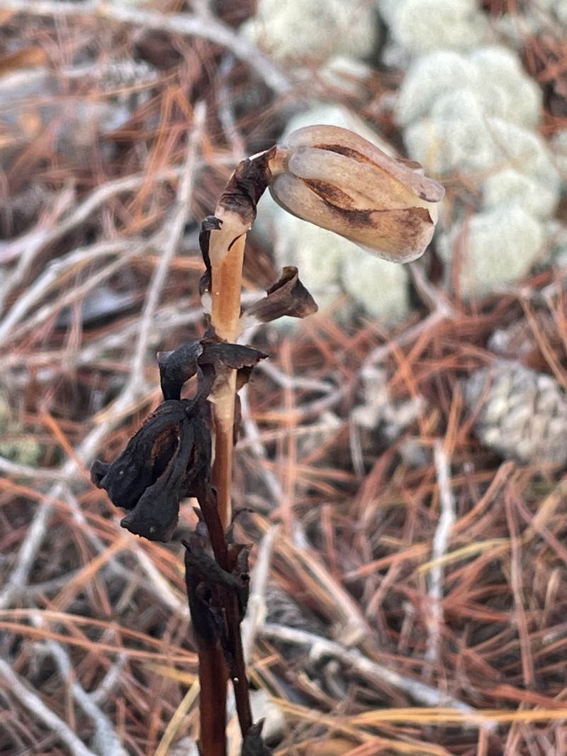 Monotropa brittonii