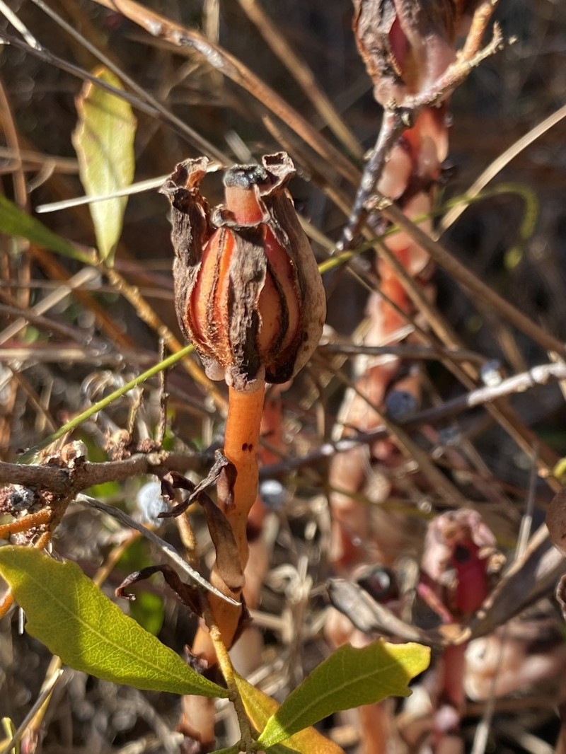 Monotropa brittonii photo 2