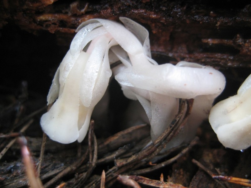Monotropa brittonii photo 3