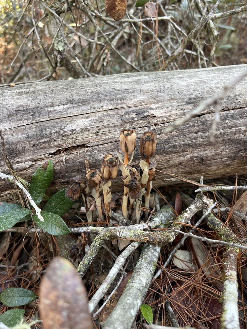 Monotropa brittonii photo 4