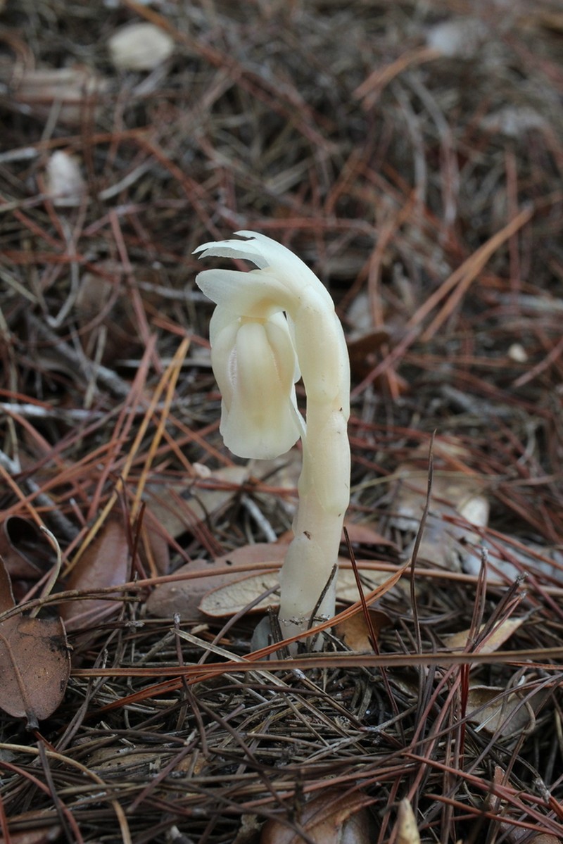 Monotropa brittonii photo 5