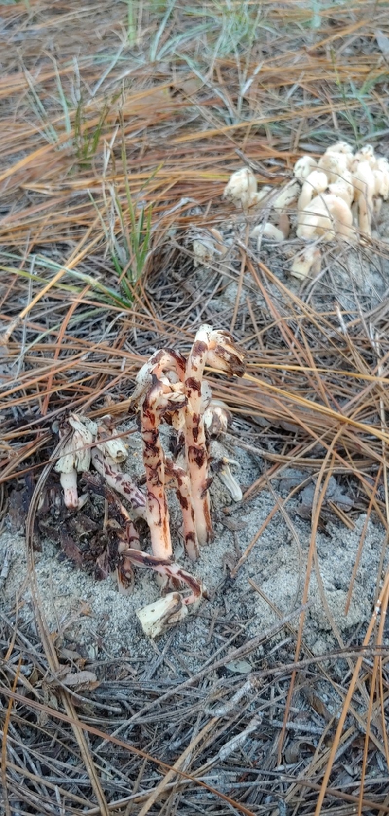 Monotropa brittonii photo 6