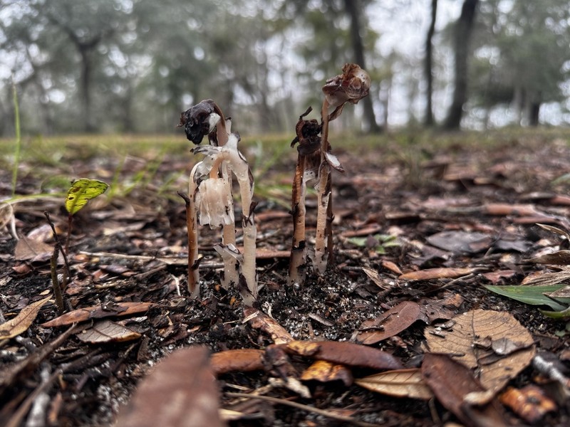 Monotropa brittonii photo 7