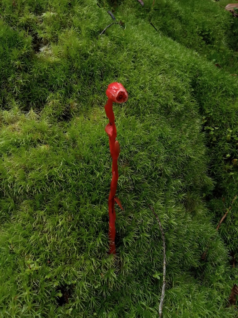 Monotropa coccinea
