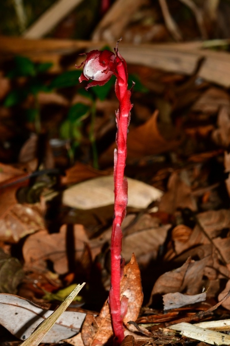 Monotropa coccinea photo 3