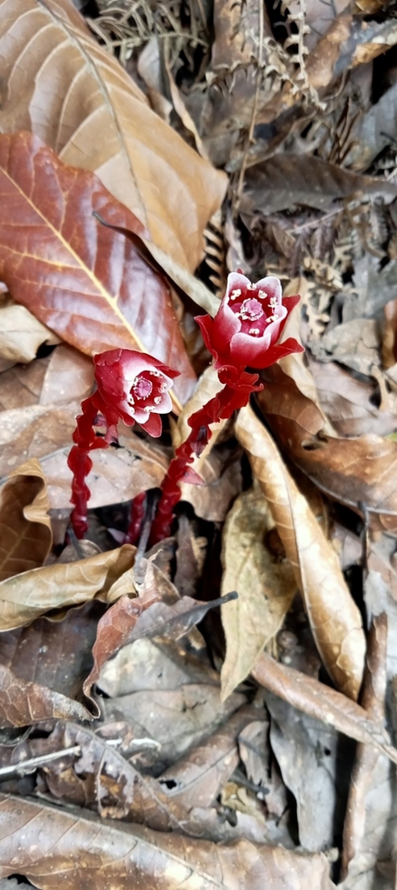 Monotropa coccinea photo 4